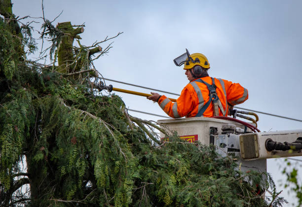 Reliable Blue Grass, IA Tree Services Solutions