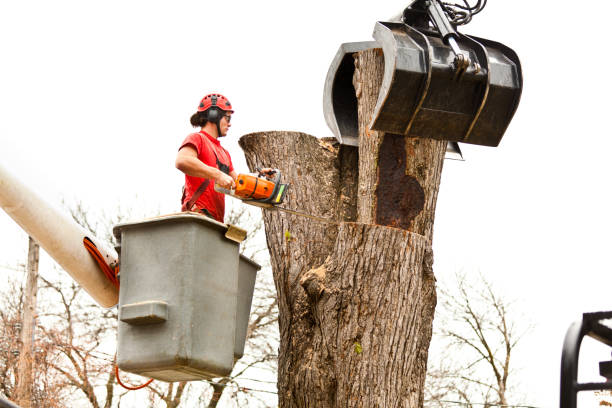 How Our Tree Care Process Works  in  Blue Grass, IA